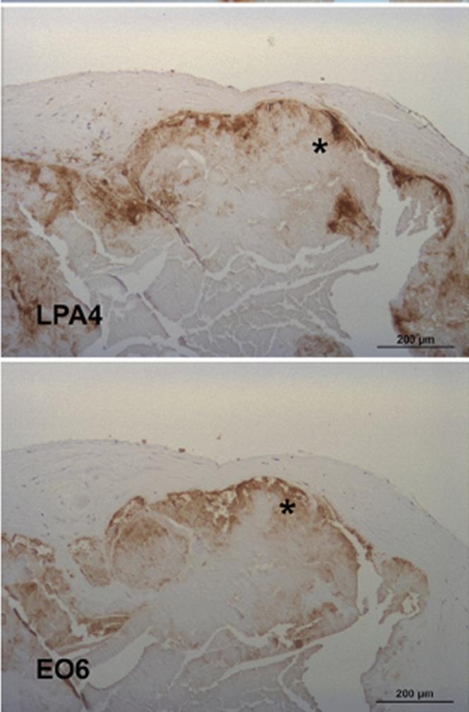 https://cdn.ncbi.nlm.nih.gov/pmc/blobs/8c2a/11561483/5fb25ed95b8c/gr1.jpg