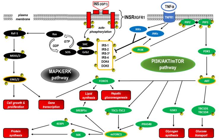 https://cdn.ncbi.nlm.nih.gov/pmc/blobs/8c2c/10298329/c06f32ca085e/ijms-24-09818-g004.jpg