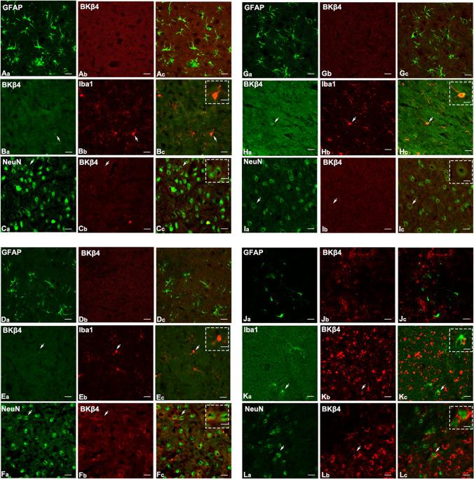 https://cdn.ncbi.nlm.nih.gov/pmc/blobs/8c2c/11880135/7afbafbadb4f/12035_2024_4533_Fig2_HTML.jpg