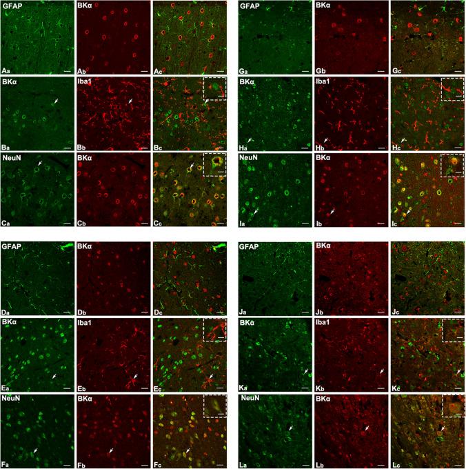 https://cdn.ncbi.nlm.nih.gov/pmc/blobs/8c2c/11880135/a5f57d4c742f/12035_2024_4533_Fig1_HTML.jpg