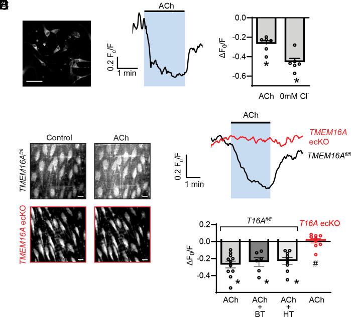 https://cdn.ncbi.nlm.nih.gov/pmc/blobs/8c32/11009681/0c7c5960188a/pnas.2322135121fig01.jpg
