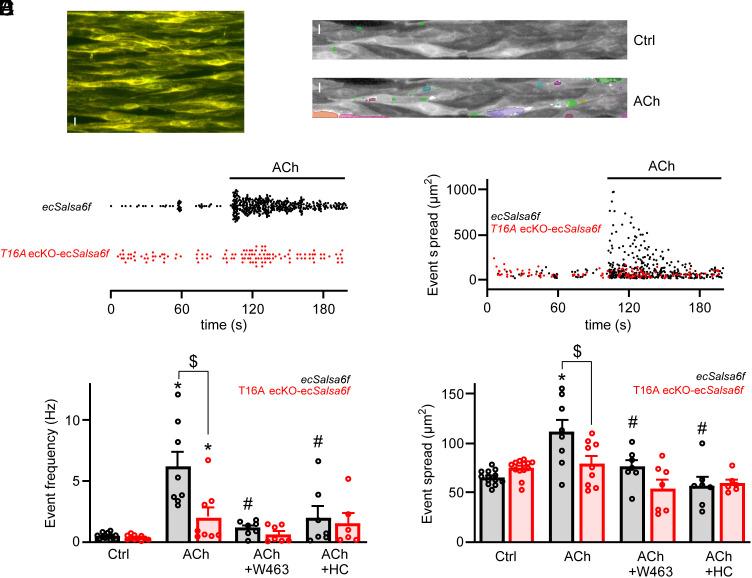 https://cdn.ncbi.nlm.nih.gov/pmc/blobs/8c32/11009681/338783ab0883/pnas.2322135121fig03.jpg