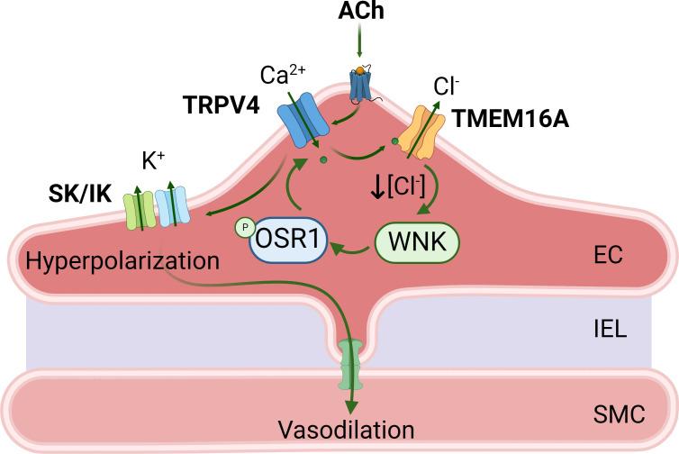 https://cdn.ncbi.nlm.nih.gov/pmc/blobs/8c32/11009681/b36fa25e448d/pnas.2322135121fig06.jpg