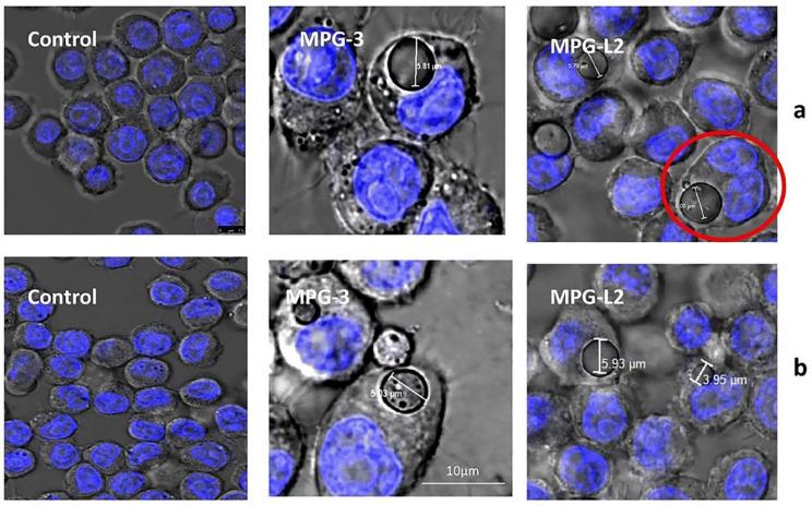 https://cdn.ncbi.nlm.nih.gov/pmc/blobs/8c3d/10058621/93a3b0cbe52d/pharmaceuticals-16-00454-g005.jpg