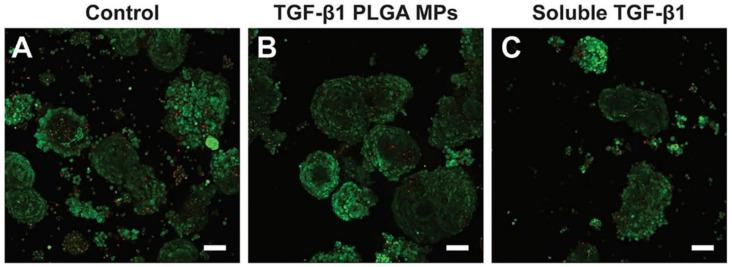 https://cdn.ncbi.nlm.nih.gov/pmc/blobs/8c3d/10058621/ee9da3bef46b/pharmaceuticals-16-00454-g009.jpg