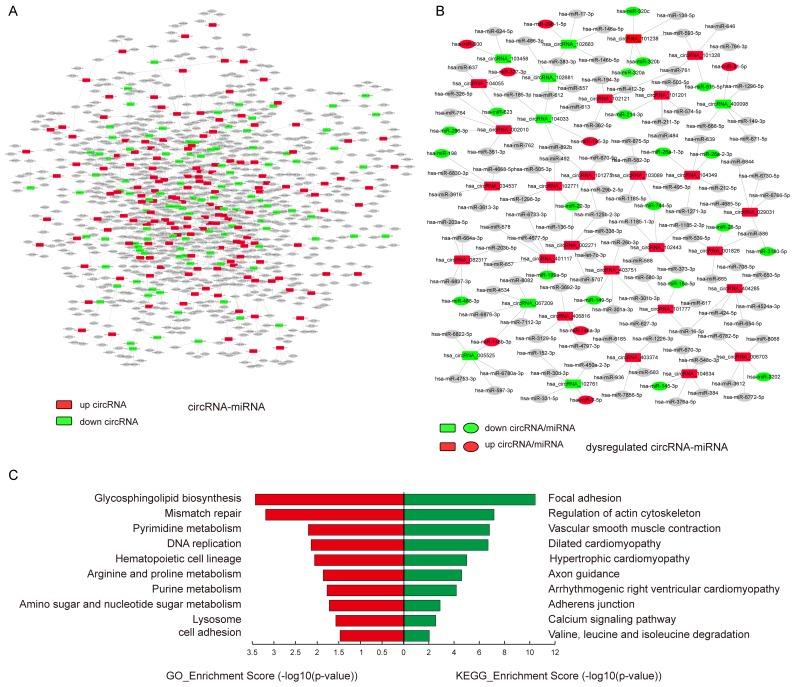 https://cdn.ncbi.nlm.nih.gov/pmc/blobs/8c3d/5669851/69306362510d/oncotarget-08-81825-g003.jpg