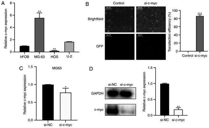 https://cdn.ncbi.nlm.nih.gov/pmc/blobs/8c3f/7640369/a121d5aaaec4/OR-44-06-2669-g01.jpg