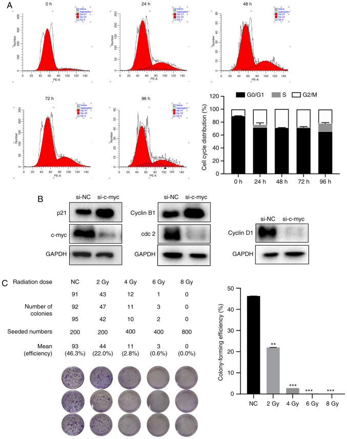 https://cdn.ncbi.nlm.nih.gov/pmc/blobs/8c3f/7640369/a2f0db151f04/OR-44-06-2669-g03.jpg
