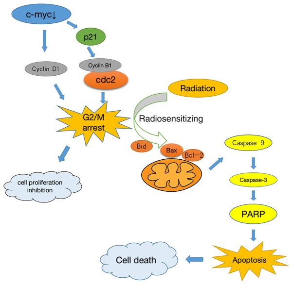 https://cdn.ncbi.nlm.nih.gov/pmc/blobs/8c3f/7640369/b87ea7dff8d5/OR-44-06-2669-g05.jpg