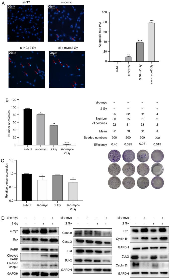 https://cdn.ncbi.nlm.nih.gov/pmc/blobs/8c3f/7640369/db3d2a292e89/OR-44-06-2669-g04.jpg
