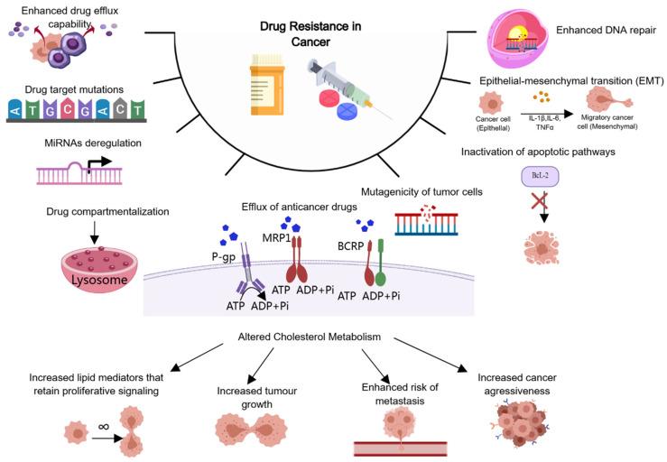 https://cdn.ncbi.nlm.nih.gov/pmc/blobs/8c40/11432649/961fae455041/ijms-25-09973-g001.jpg