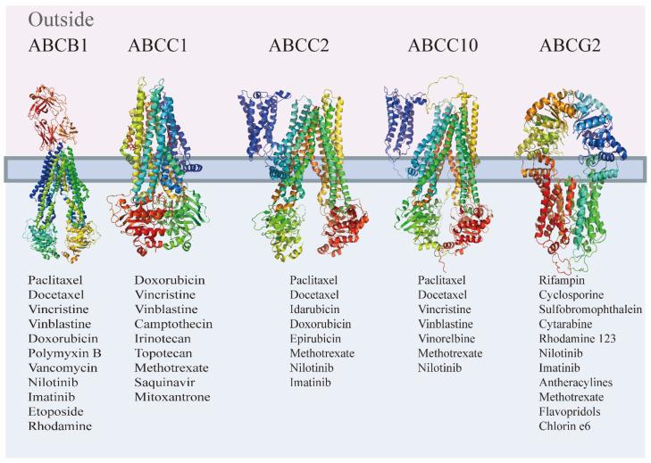 https://cdn.ncbi.nlm.nih.gov/pmc/blobs/8c40/11432649/988422020999/ijms-25-09973-g002.jpg