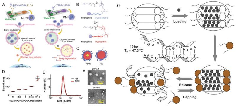 https://cdn.ncbi.nlm.nih.gov/pmc/blobs/8c40/11432649/bb75ad3e6b0f/ijms-25-09973-g005.jpg