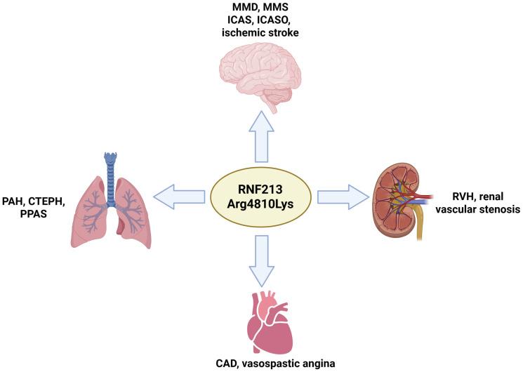 https://cdn.ncbi.nlm.nih.gov/pmc/blobs/8c40/12386203/6f34345eded3/ijms-26-07864-g002.jpg