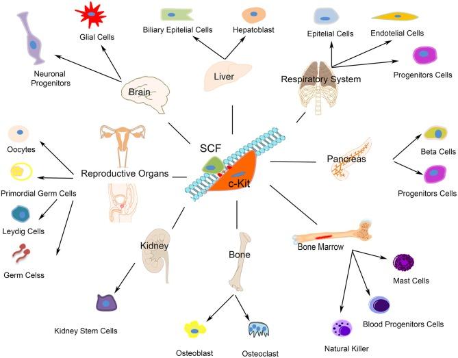 https://cdn.ncbi.nlm.nih.gov/pmc/blobs/8c40/6593054/ef4eb2051338/fendo-10-00371-g0001.jpg