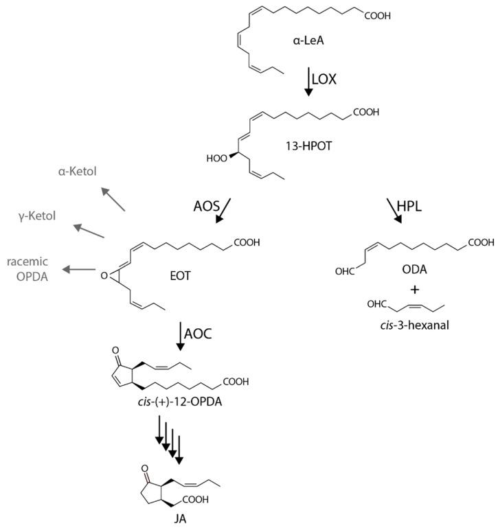 https://cdn.ncbi.nlm.nih.gov/pmc/blobs/8c41/6627107/e1c1dd01a432/ijms-20-03064-g001.jpg