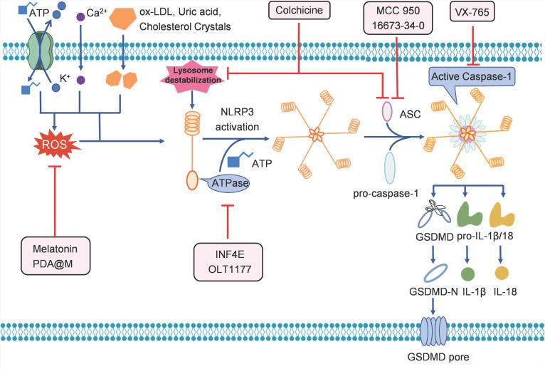 https://cdn.ncbi.nlm.nih.gov/pmc/blobs/8c42/9169370/71bf87862805/thnov12p4310g003.jpg