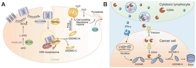 https://cdn.ncbi.nlm.nih.gov/pmc/blobs/8c42/9169370/c062aab59c63/thnov12p4310g007.jpg