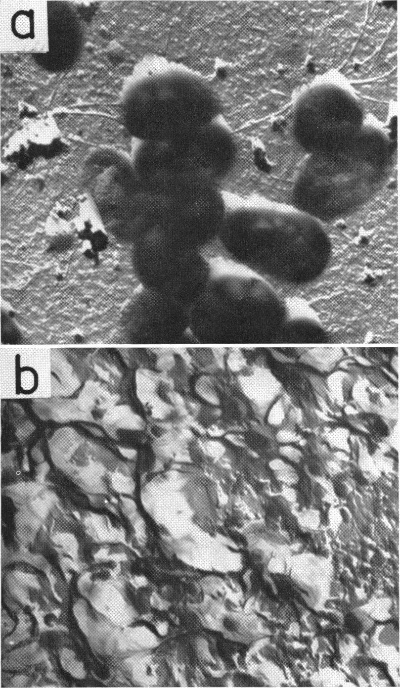 https://cdn.ncbi.nlm.nih.gov/pmc/blobs/8c45/277378/fa45c0743a75/jbacter00438-0259-a.jpg
