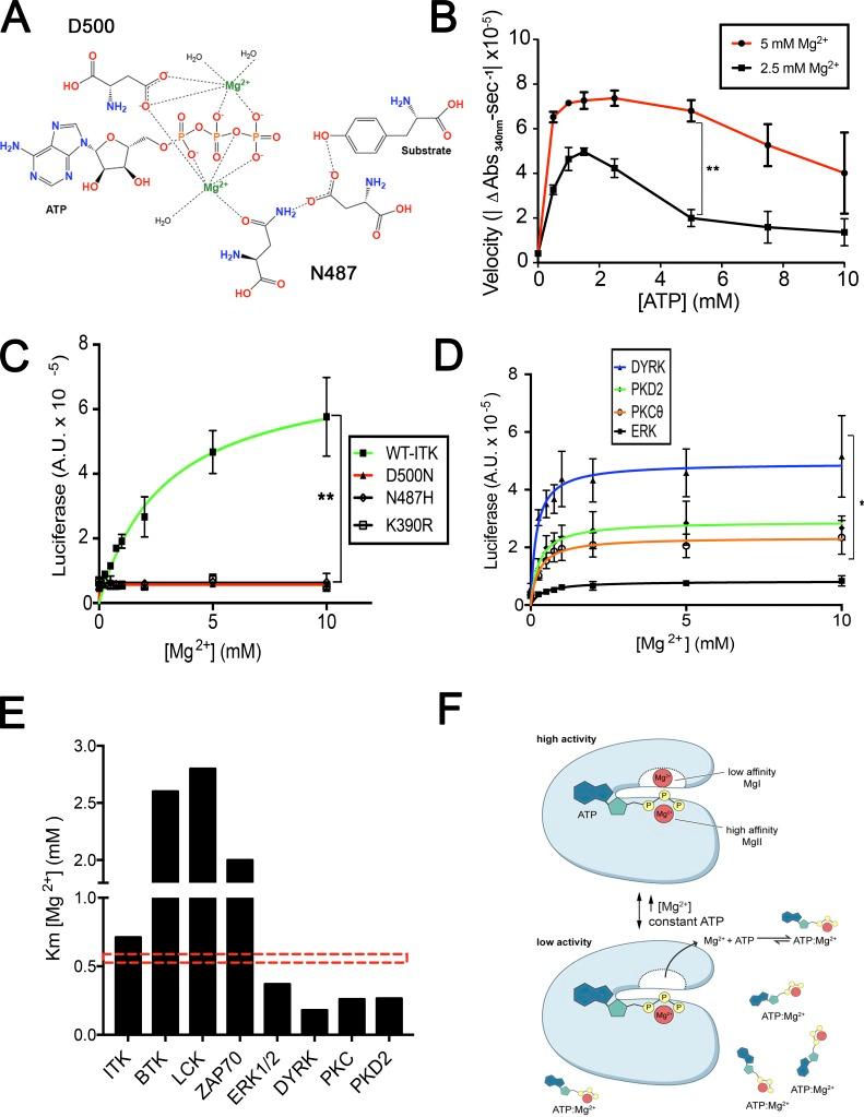 https://cdn.ncbi.nlm.nih.gov/pmc/blobs/8c45/6683994/5f36eab9938c/JEM_20181970_Fig4.jpg