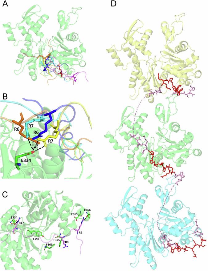https://cdn.ncbi.nlm.nih.gov/pmc/blobs/8c49/12081870/0373e65d860d/42003_2025_8188_Fig5_HTML.jpg