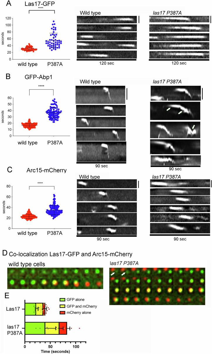https://cdn.ncbi.nlm.nih.gov/pmc/blobs/8c49/12081870/de8697381b58/42003_2025_8188_Fig9_HTML.jpg