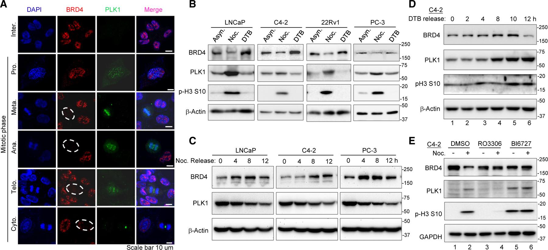 https://cdn.ncbi.nlm.nih.gov/pmc/blobs/8c4b/11334074/46bbc3c52085/nihms-2011876-f0002.jpg