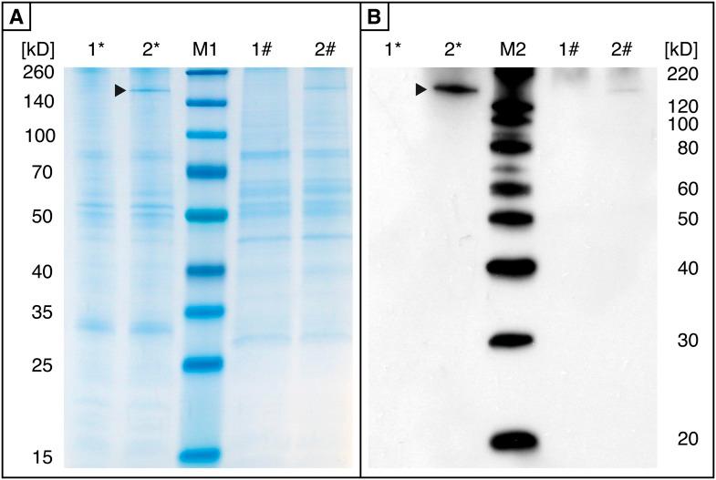 https://cdn.ncbi.nlm.nih.gov/pmc/blobs/8c4b/3843118/b5f72aff2ec5/elife01096fs002.jpg