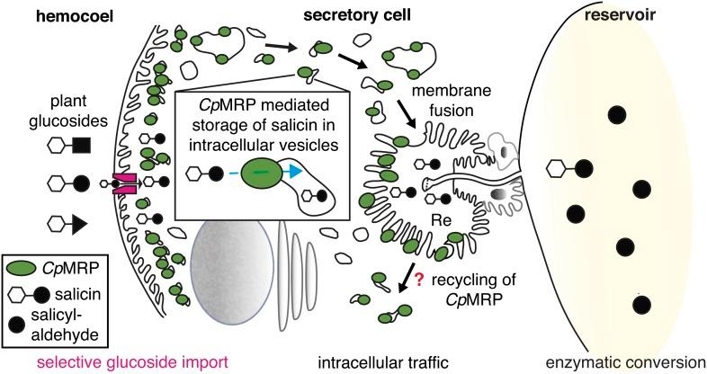https://cdn.ncbi.nlm.nih.gov/pmc/blobs/8c4b/3843118/fb8c78b36bd3/elife01096f006.jpg