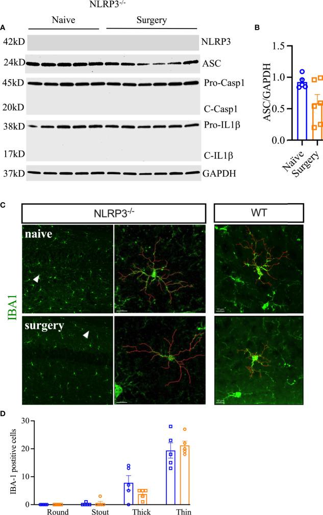https://cdn.ncbi.nlm.nih.gov/pmc/blobs/8c51/9120413/d983ac86b8ca/fimmu-13-856254-g003.jpg
