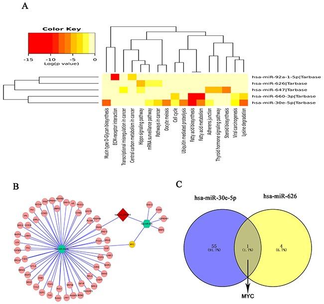 https://cdn.ncbi.nlm.nih.gov/pmc/blobs/8c53/5601662/3ae0dae0b268/oncotarget-08-58405-g005.jpg
