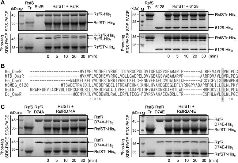https://cdn.ncbi.nlm.nih.gov/pmc/blobs/8c55/10950880/d44447127752/gr4.jpg