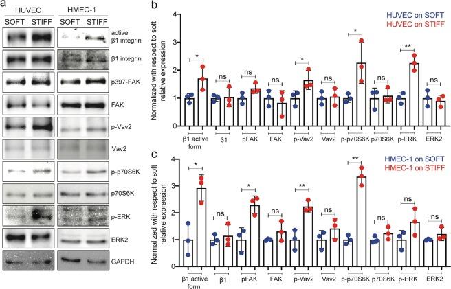 https://cdn.ncbi.nlm.nih.gov/pmc/blobs/8c58/6890669/82253673f52b/41598_2019_54336_Fig2_HTML.jpg