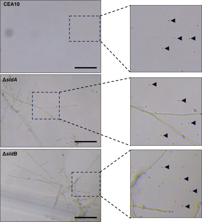 https://cdn.ncbi.nlm.nih.gov/pmc/blobs/8c5a/12323316/f18260c3b44c/spectrum.00536-25.f007.jpg