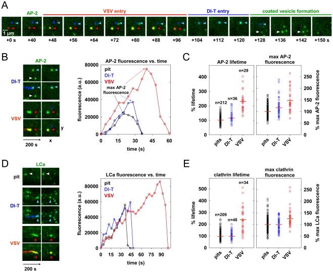 https://cdn.ncbi.nlm.nih.gov/pmc/blobs/8c5a/2947997/7e8b250e2177/ppat.1001127.g003.jpg