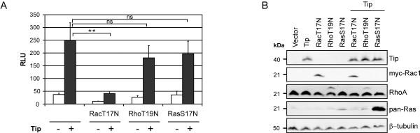 https://cdn.ncbi.nlm.nih.gov/pmc/blobs/8c5a/3310822/097f78881ccb/1478-811X-10-5-3.jpg