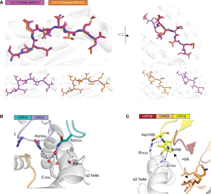 https://cdn.ncbi.nlm.nih.gov/pmc/blobs/8c5e/8841528/3c96768dbc31/fimmu-13-822210-g002.jpg