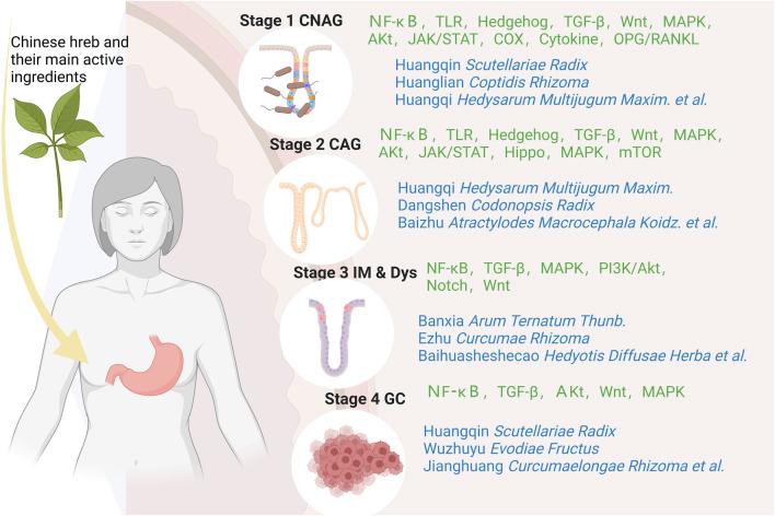 https://cdn.ncbi.nlm.nih.gov/pmc/blobs/8c60/11063381/5e52b2bdb9c8/fphar-15-1338471-g002.jpg