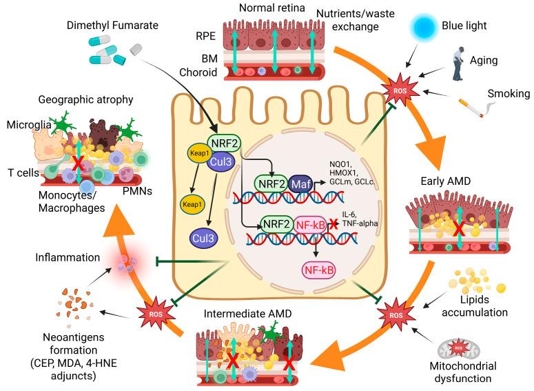 https://cdn.ncbi.nlm.nih.gov/pmc/blobs/8c60/12249891/723d2d7e113a/ijms-26-06112-g003.jpg