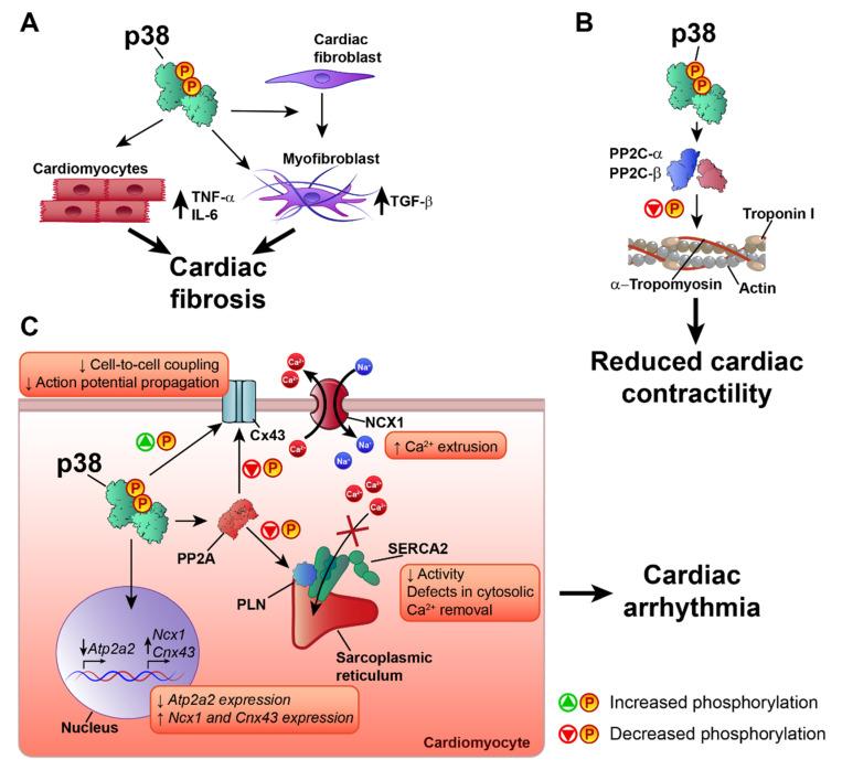 https://cdn.ncbi.nlm.nih.gov/pmc/blobs/8c60/7582802/67c6e05bc09e/ijms-21-07412-g003.jpg