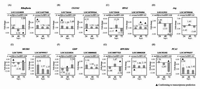 https://cdn.ncbi.nlm.nih.gov/pmc/blobs/8c66/12210461/8116692e1005/12864_2025_11779_Fig5_HTML.jpg