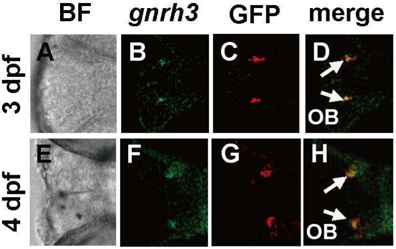 https://cdn.ncbi.nlm.nih.gov/pmc/blobs/8c68/4039432/32ce7cf27d8d/pone.0095545.g001.jpg