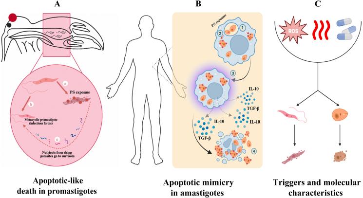 https://cdn.ncbi.nlm.nih.gov/pmc/blobs/8c6b/12208315/6f958f7a9e89/gr2.jpg