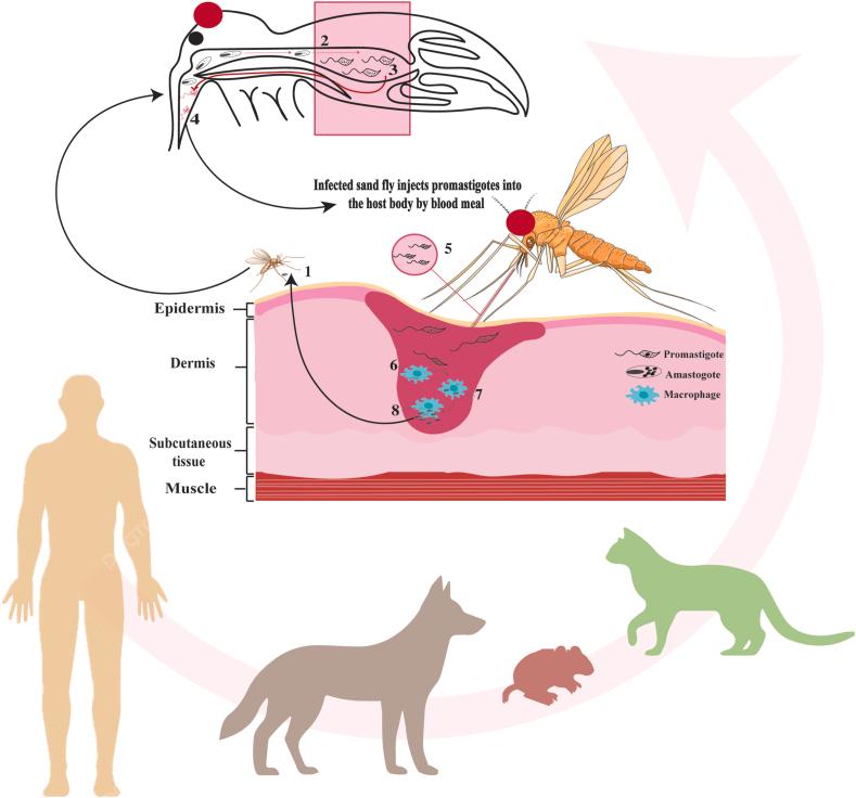 https://cdn.ncbi.nlm.nih.gov/pmc/blobs/8c6b/12208315/c0c6cf3cbc45/gr1.jpg