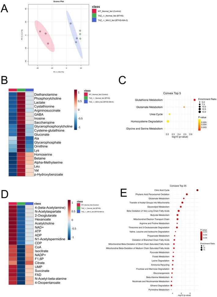 https://cdn.ncbi.nlm.nih.gov/pmc/blobs/8c70/12181814/0ea4814b70c7/FSB2-39-e70739-g006.jpg