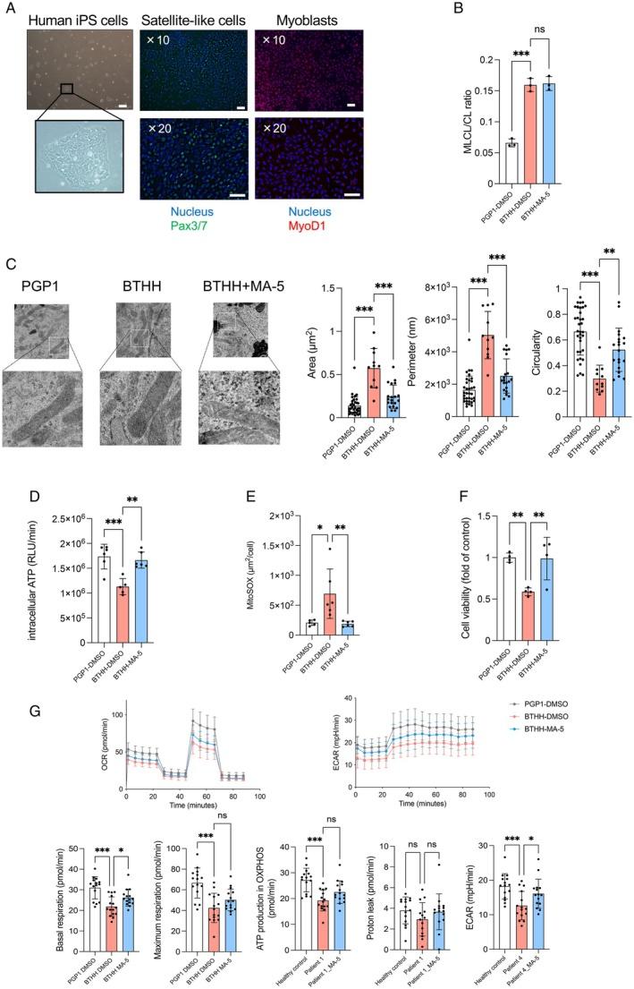 https://cdn.ncbi.nlm.nih.gov/pmc/blobs/8c70/12181814/7f9102b4ae80/FSB2-39-e70739-g003.jpg