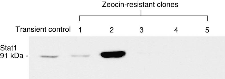 https://cdn.ncbi.nlm.nih.gov/pmc/blobs/8c70/2361951/7bbbf00ba145/92-6602447f2.jpg