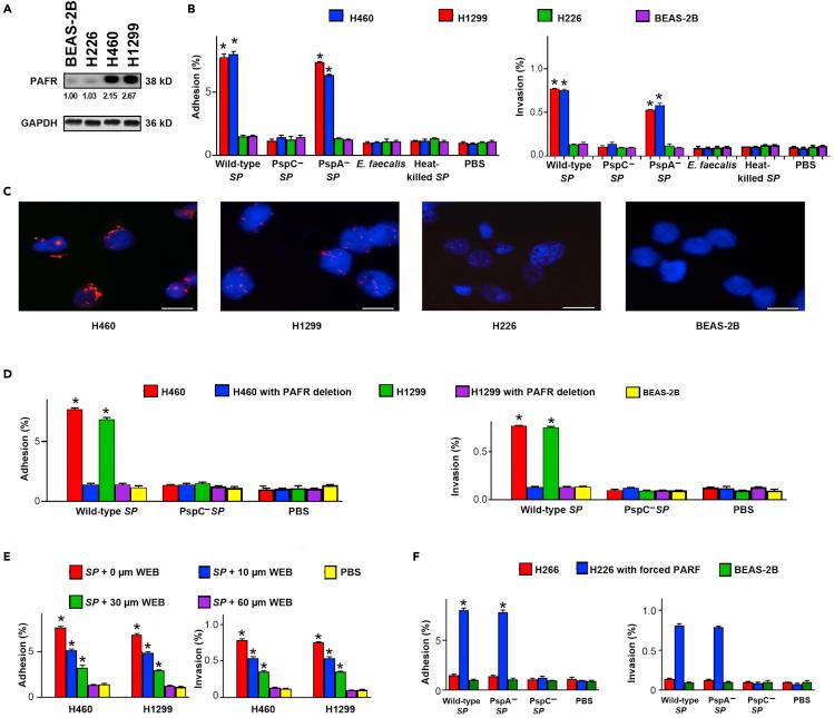 https://cdn.ncbi.nlm.nih.gov/pmc/blobs/8c73/9852931/17b5d500b869/gr1.jpg
