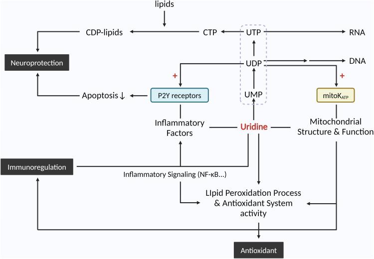 https://cdn.ncbi.nlm.nih.gov/pmc/blobs/8c74/12318844/23abadb4f9e8/JIR-18-10163-g0003.jpg