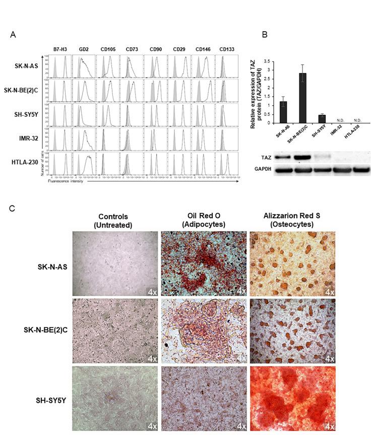 https://cdn.ncbi.nlm.nih.gov/pmc/blobs/8c77/7813384/2f5c4103f635/jitc-2020-001313f01.jpg